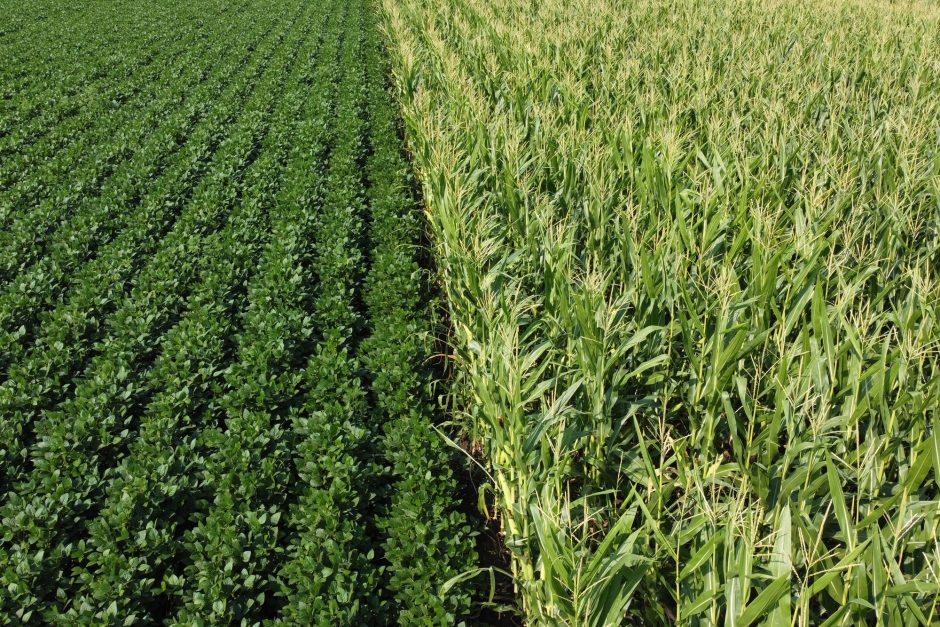 A field of soybeans next to a field of corn.